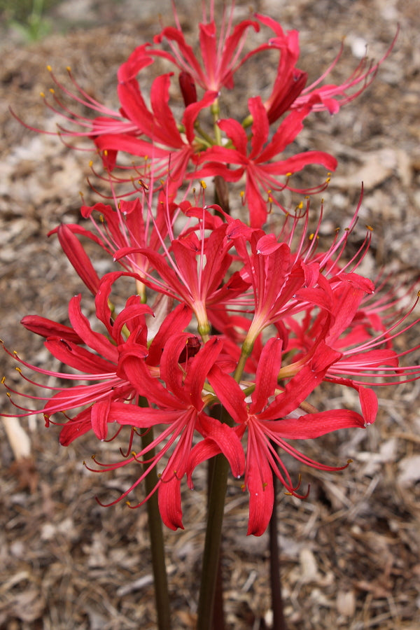 Image of Lycoris x rosea 'Tomato Soup' taken at Juniper Level Botanic Gdn, NC by JLBG