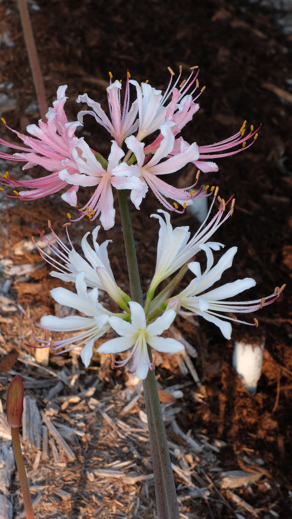 Image of Lycoris x rosensis 'Appleblossom' taken at Juniper Level Botanic Gdn, NC by JLBG
