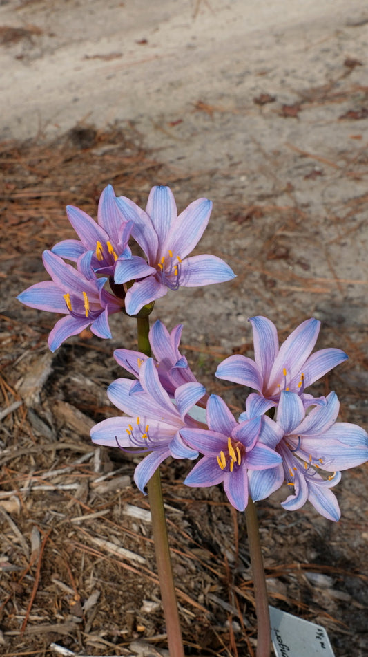 Image of Lycoris sprengeri 'Blue Bell' taken at Juniper Level Botanic Gdn, NC by JLBG