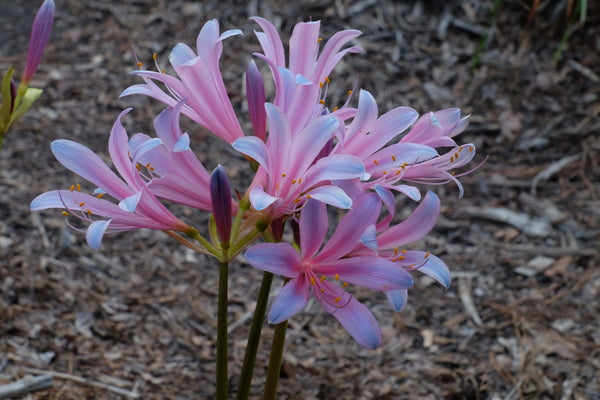 Image of Lycoris sprengeri 'Pink Floyd' taken at Juniper Level Botanic Gdn, NC by JLBG