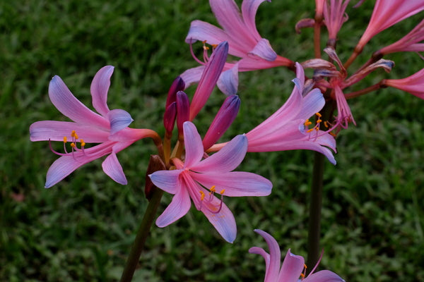 Learn about Lycoris sprengeri 'Rhythm and Blues' | Rhythm and