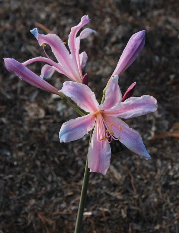 Image of Lycoris sprengeri 'Soft Cloud' taken at Juniper Level Botanic Gdn, NC by JLBG