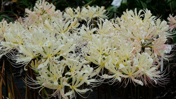 Lycoris x straminea Caldwell's Original