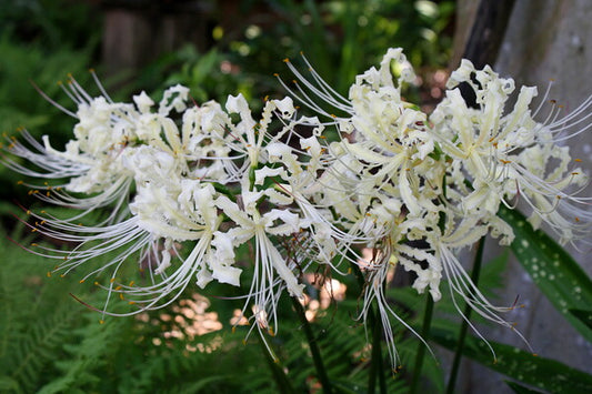 Image of Lycoris x straminea 'Creme Frilling' taken at Juniper Level Botanic Gdn, NC by JLBG