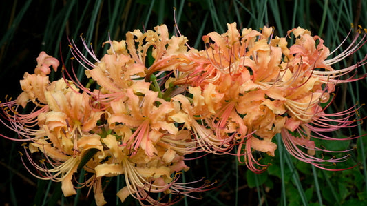 Image of Lycoris x straminea 'Gennen' taken at Juniper Level Botanic Gdn, NC by JLBG