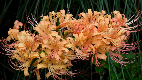 orange spider lily meaning Learn about Lycoris x straminea 'Gennen' | Gennen Surprise Lily
