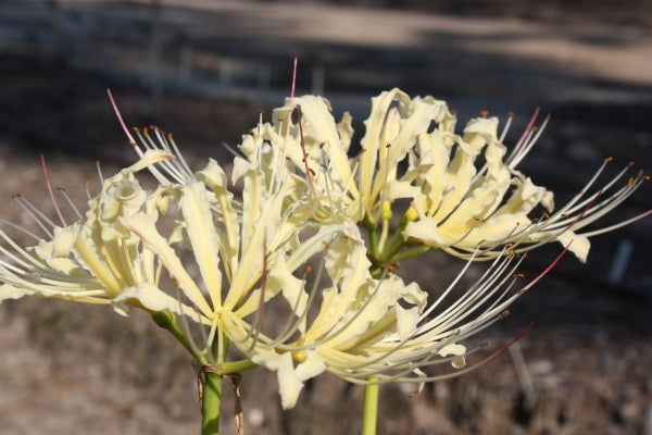 Image of Lycoris x straminea 'Golden Panda' taken at Juniper Level Botanic Gdn, NC by JLBG