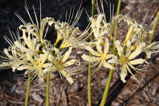 Image of Lycoris x straminea 'Golden Panda' taken at Juniper Level Botanic Gdn, NC by JLBG