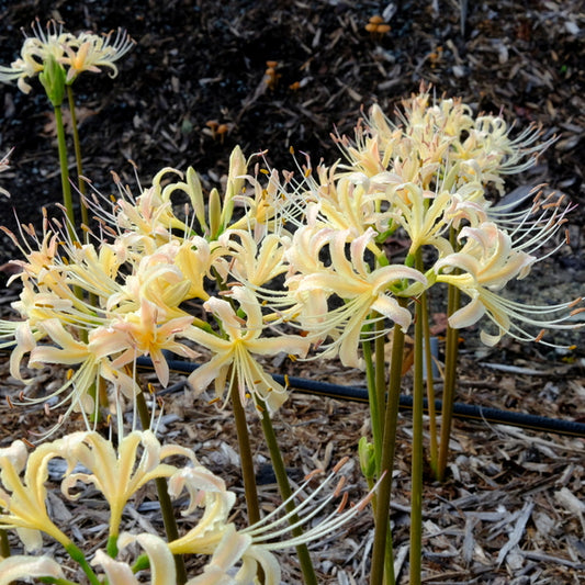 Image of Lycoris x straminea 'Peach Flambe' taken at Juniper Level Botanic Gdn, NC by JLBG