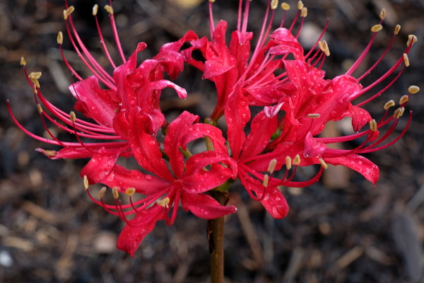 Image of Lycoris x straminea 'Red Hot Lover' taken at Juniper Level Botanic Gdn, NC by JLBG