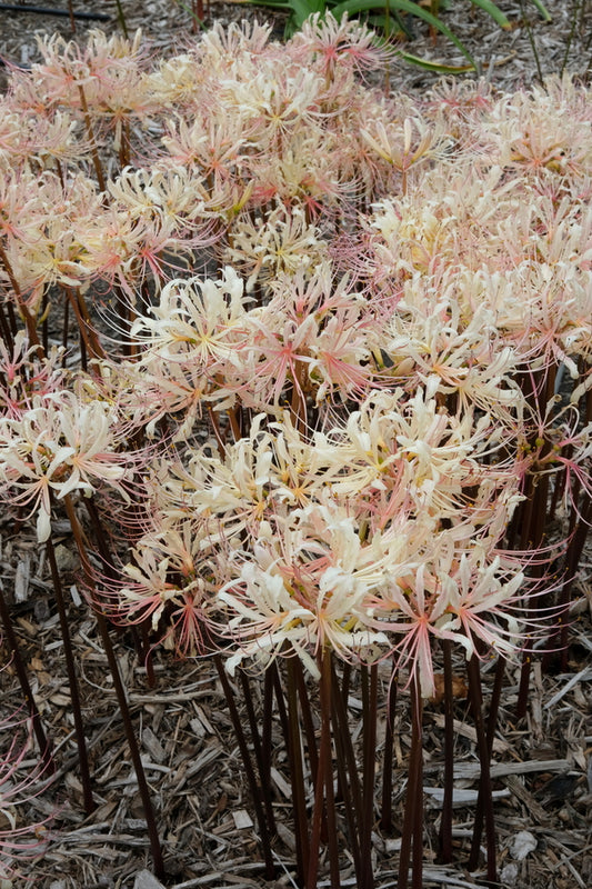 Image of Lycoris x straminea 'Strawberry Lemonade' taken at Juniper Level Botanic Gdn, NC by JLBG