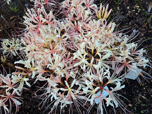 Image of Lycoris x straminea 'Strawberry Lemonade' taken at Juniper Level Botanic Gdn, NC by JLBG
