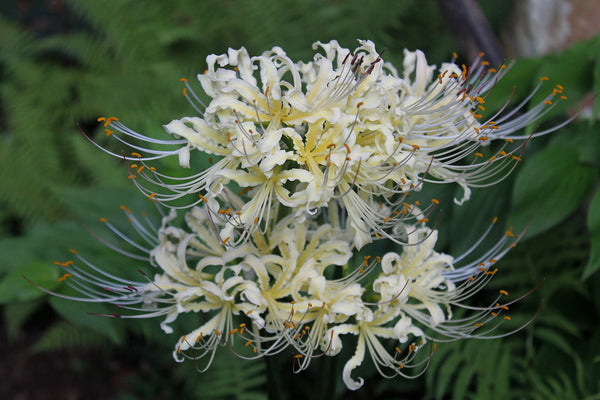 Image of Lycoris x straminea 'Yellow Streamers' taken at Juniper Level Botanic Gdn, NC by JLBG