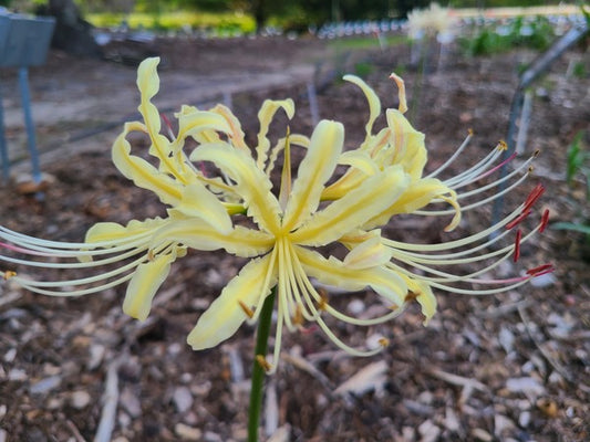 Image of Lycoris x traubiata 'Moonbeam' taken at Juniper Level Botanic Gdn, NC by JLBG