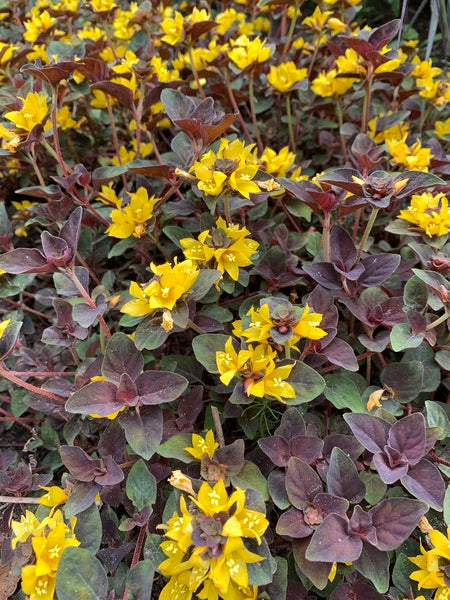 chocolate succulent Lysimachia congestifolia 'Persian Chocolate'