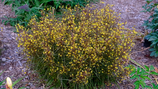 Image of Lysimachia lanceolata 'Burgundy Mist' taken at Juniper Level Botanic Gdn, NC by JLBG