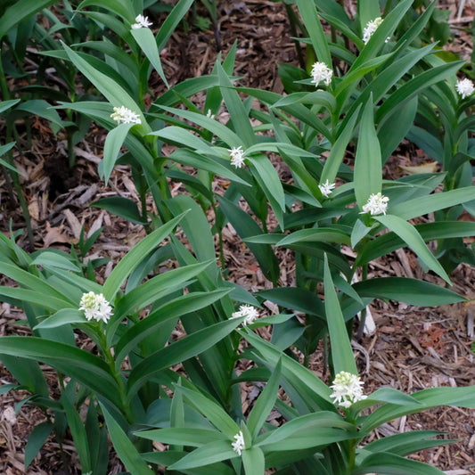 Image of Maianthemum stellatum 'Blue Dune' taken at Juniper Level Botanic Gdn, NC by JLBG