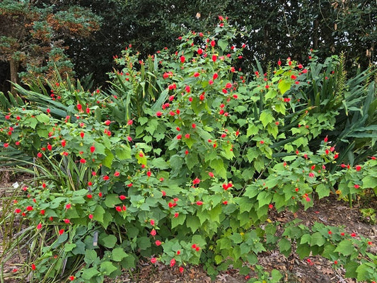 Image of Malvaviscus drummondii 'Big Momma' taken at Juniper Level Botanic Gdn, NC by JLBG