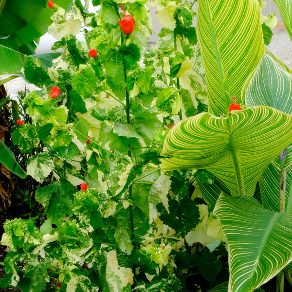 Image of Malvaviscus drummondii 'Split Personality' taken at Juniper Level Botanic Gdn, NC by JLBG