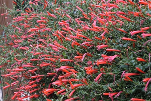 Image of Manettia cordifolia taken at Juniper Level Botanic Gdn, NC by JLBG