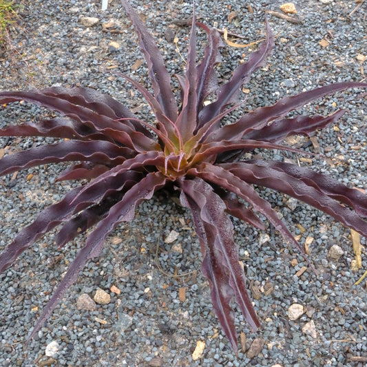 Image of Manfreda sp. 'Purple Passion' taken at Juniper Level Botanic Gdn, NC by JLBG