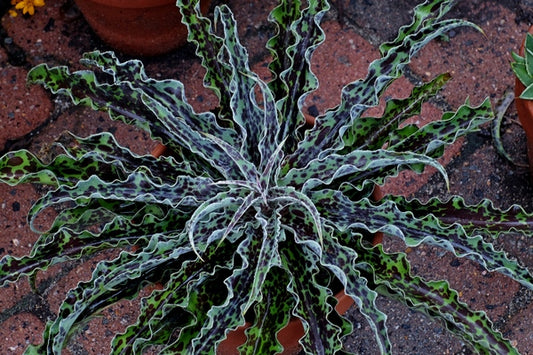 Image of Manfreda undulata 'Mint Chocolate Chip' PP 29,343 taken at Juniper Level Botanic Gdn, NC by JLBG