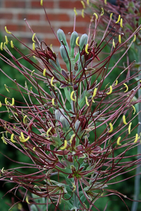 Image of Manfreda undulata 'Mint Chocolate Chip' PP 29,343