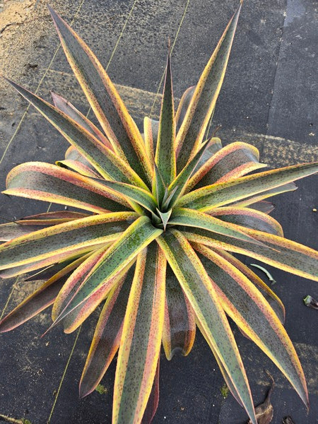 Image of Mangave 'American Masterpiece' PPAF taken at Juniper Level Botanic Gdn, NC by JLBG