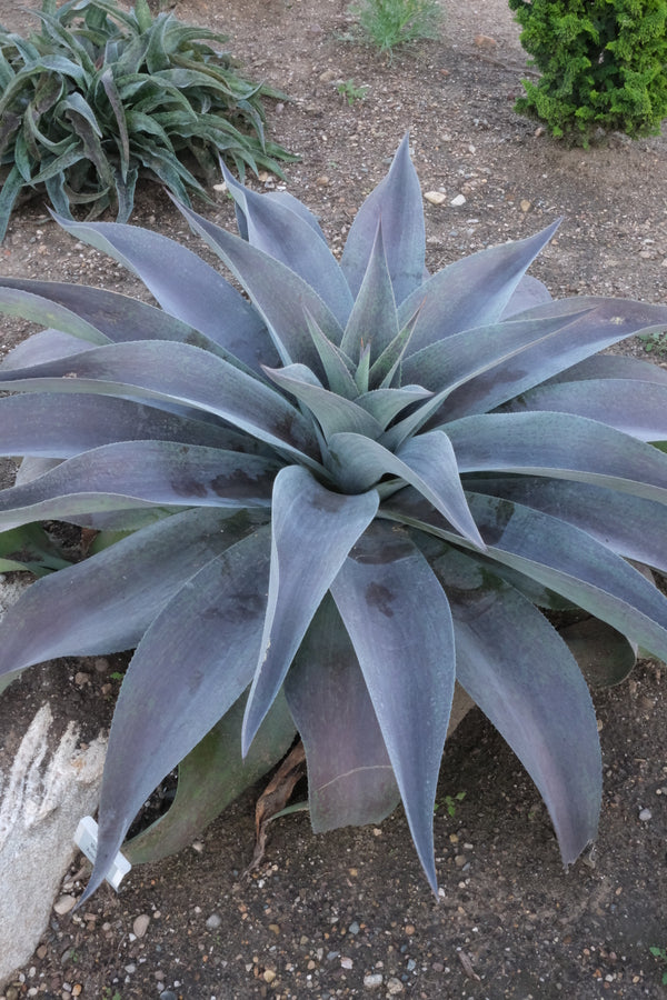 Image of Mangave 'Aztec King' PP32,151 taken at Walters Gardens, MI by JLBG
