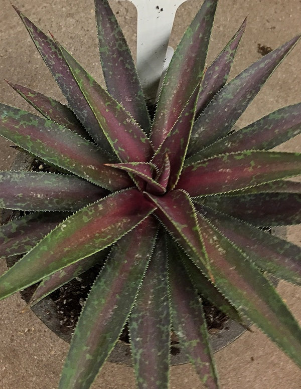 Image of Mangave 'Blazing Saddles' PP 31,274 taken at Walters Gardens, MI by H. Hansen