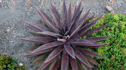 Image of Mangave 'Blazing Saddles' PP 31,274 taken at Walters Gardens, MI by JLBG