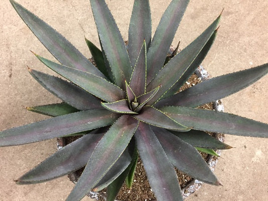 Image of Mangave 'Desert Dawn' PP 32,330 taken at Walters Gardens, MI by H. Hansen