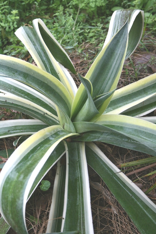 Image of Mangave 'Espresso' taken at Yucca Do Nursery, TX