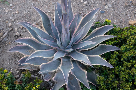 Image of Mangave 'Foxy Lady' PP 33,032 taken at Walters Gardens, MI by JLBG