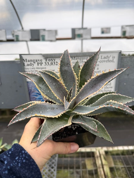 Image of Mangave 'Foxy Lady' PP 33,032