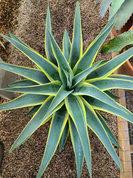 Image of Mangave 'Gilt Edge' taken at Juniper Level Botanic Gdn, NC by JLBG