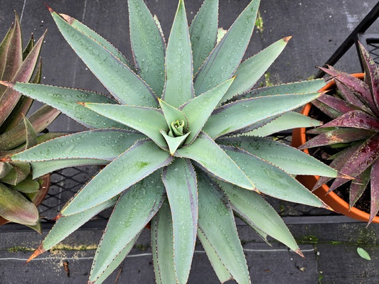 Image of Mangave 'Green Eyed Lady' taken at Juniper Level Botanic Gdn, NC by JLBG