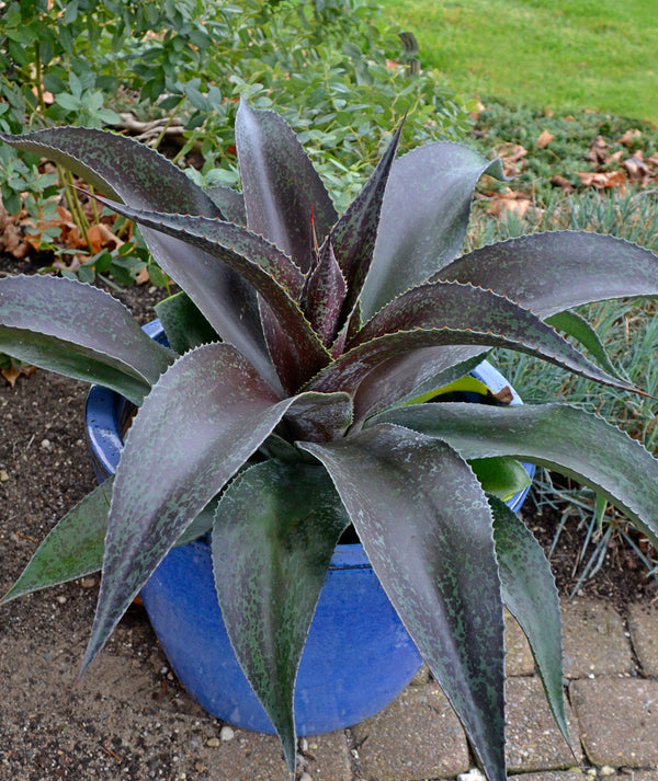 Image of Mangave 'Inca Warrior' taken at Walters Gardens, MI by Walters Gardens