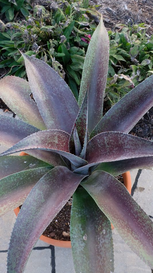 Image of Mangave 'Inca Warrior' taken at Juniper Level Botanic Gdn, NC by JLBG