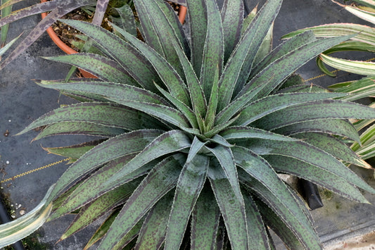 Image of Mangave 'Inky Fingers' taken at Walters Gardens, MI by JLBG