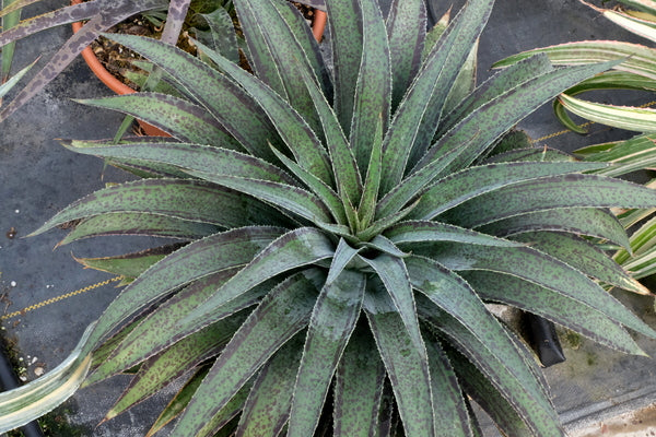 Image of Mangave 'Inky Fingers' taken at Walters Gardens, MI by JLBG