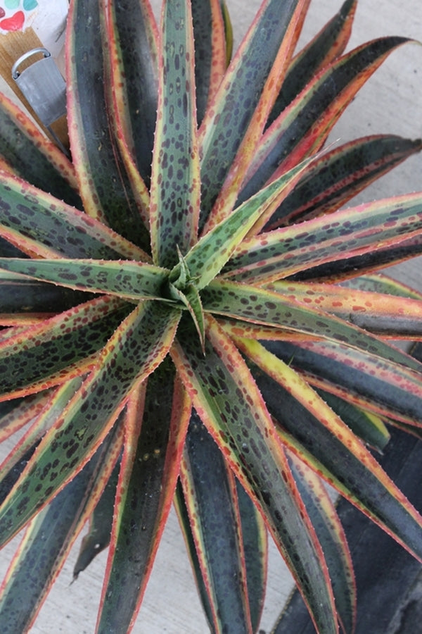 Image of Mangave 'Kaleidoscope' PP 28,614 taken at Walters Gardens, MI