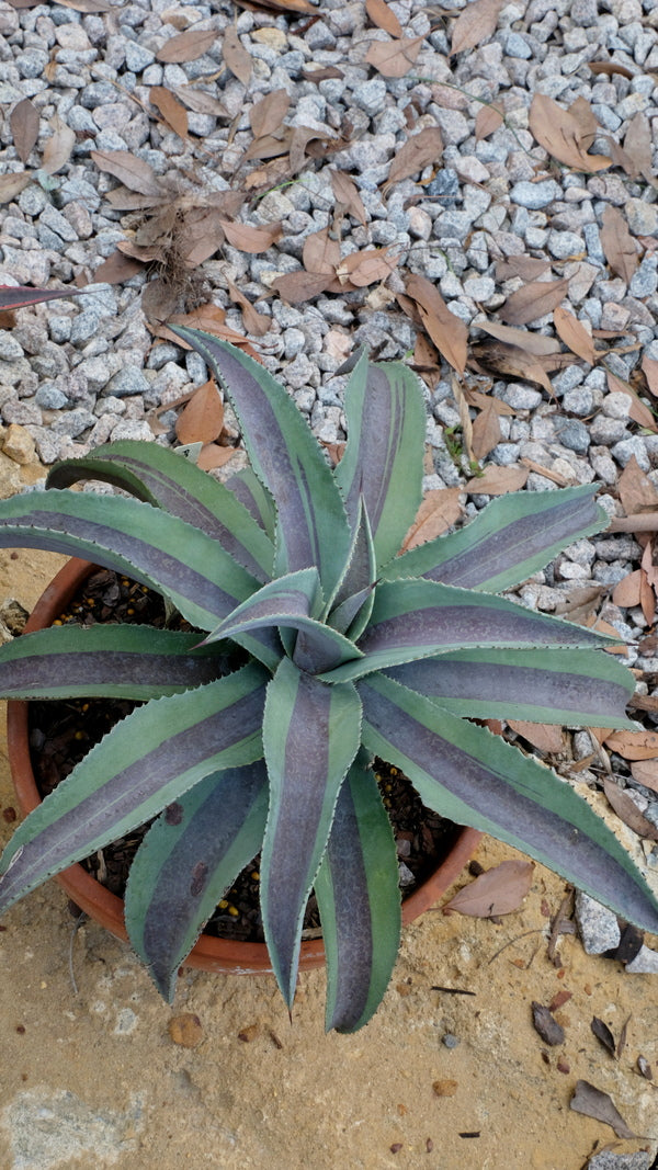 Image of Mangave 'Mayan Moon' taken at Juniper Level Botanic Gdn, NC by JLBG