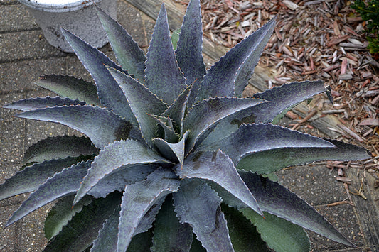 Image of Mangave 'Mayan Queen' PP 31,312 taken at Juniper Level Botanic Gdn, NC by JLBG