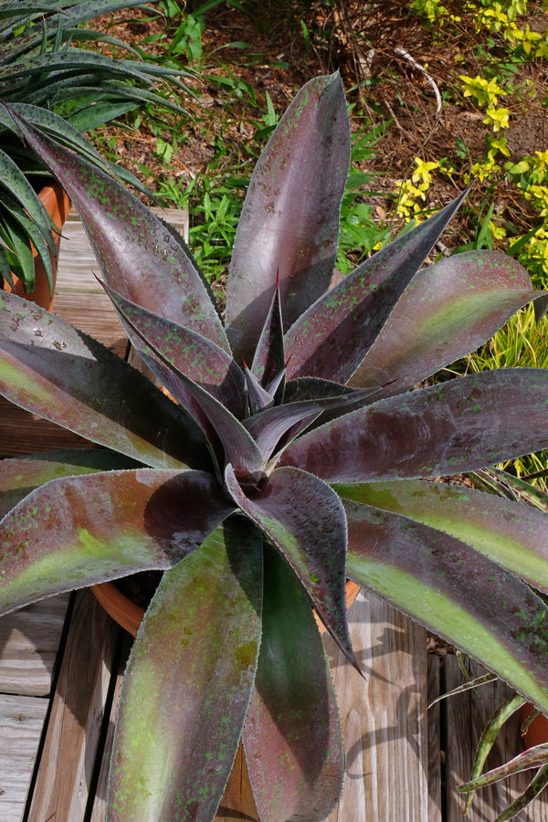 Image of Mangave 'Mission to Mars' PP 29,393