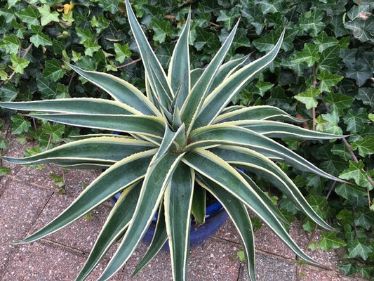 Image of Mangave 'Navajo Princess' PP 31,136 taken at Walters Gardens, MI by H. Hansen
