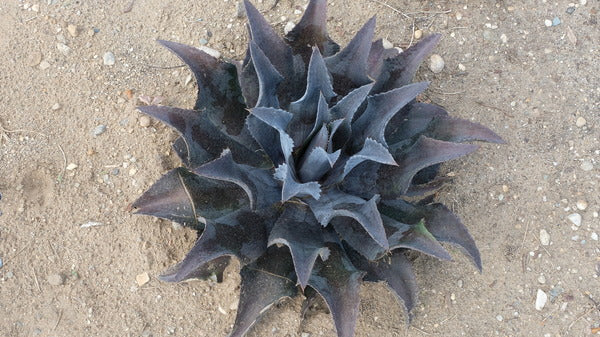 Image of Mangave 'Night Owl' PP 38,403 taken at Walters Gardens, MI by JLBG