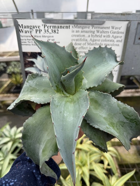 Image of Mangave 'Permanent Wave' PP 35,382