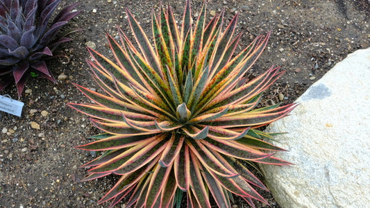 Image of Mangave 'Pineapple Punch' PP 32,041 taken at Walters Gardens, MI by JLBG