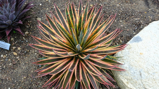 Image of Mangave 'Pineapple Punch' PP 32,041 taken at Walters Gardens, MI by JLBG